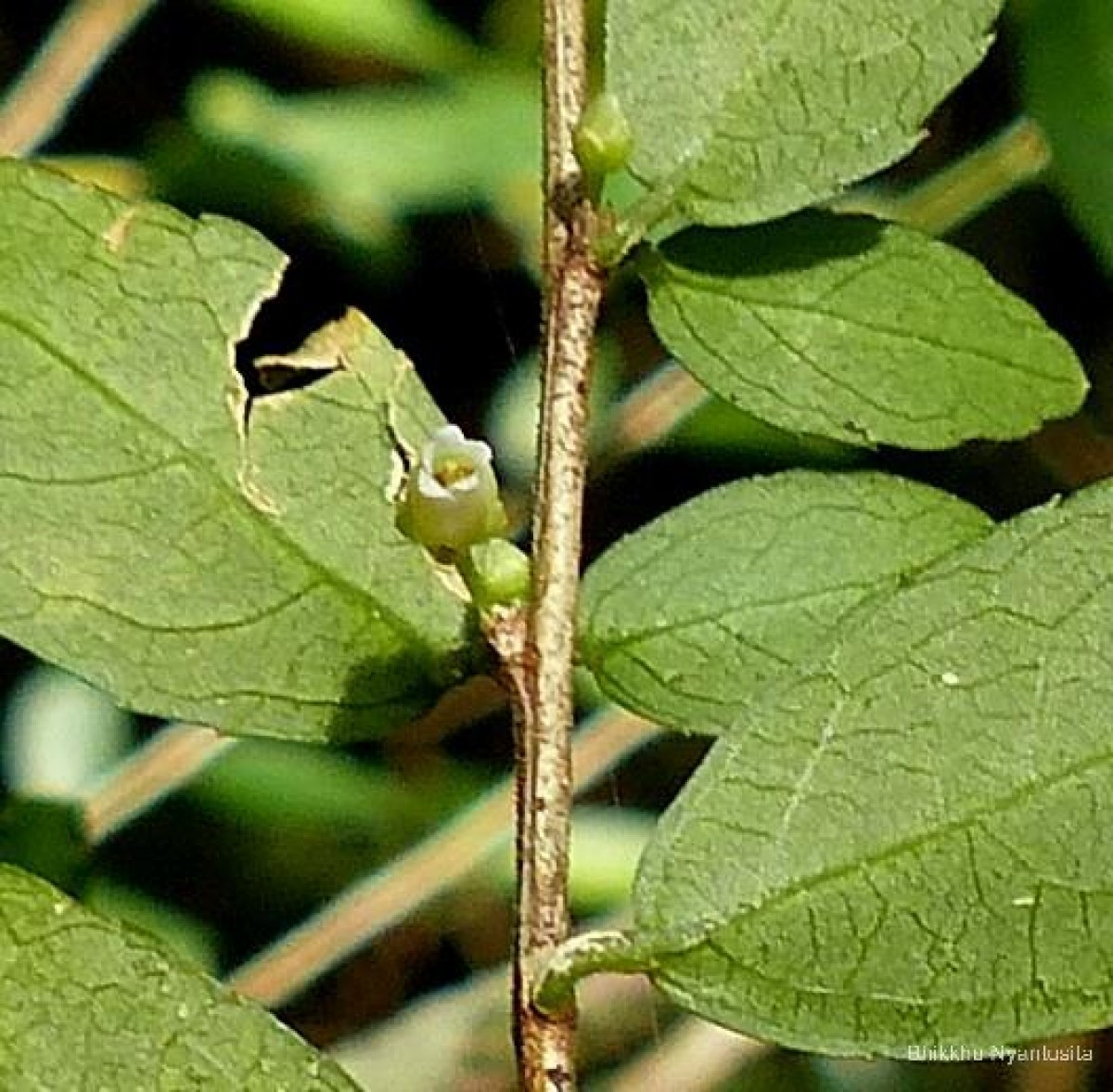 Rinorea decora (Trimen) Melch.